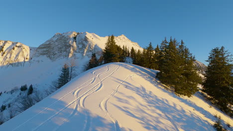 flying over the beautiful, lush fir tree forest of switzerland with the alpine summit in the background during a cold winter sunset - aerial shot