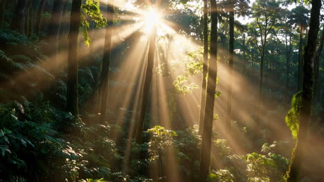 sunlight filtering through a tropical rainforest