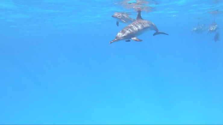 Dolphins swim close by whilst breathing on the surface in crystal clear blue water
