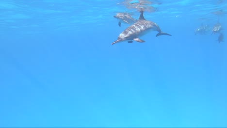 delfines nadan cerca mientras respiran en la superficie en agua azul cristalina
