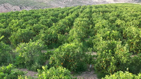 mediterranean orange grove shot with drone footage
