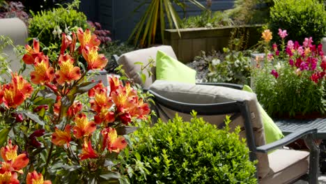 mid-shot-of-a-Mature-English-garden-with-Alstroemeria-in-forground