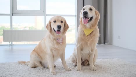 pair of golden retrievers wearing handkerchiefs