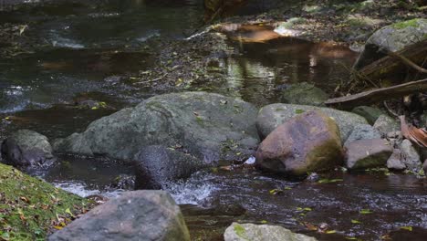 flowing creek with rocks and lush greenery