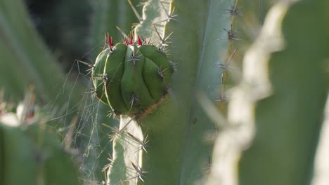 close up green cactus with yellow spines within a desert environment, city park in barcelona, montjuic. african background