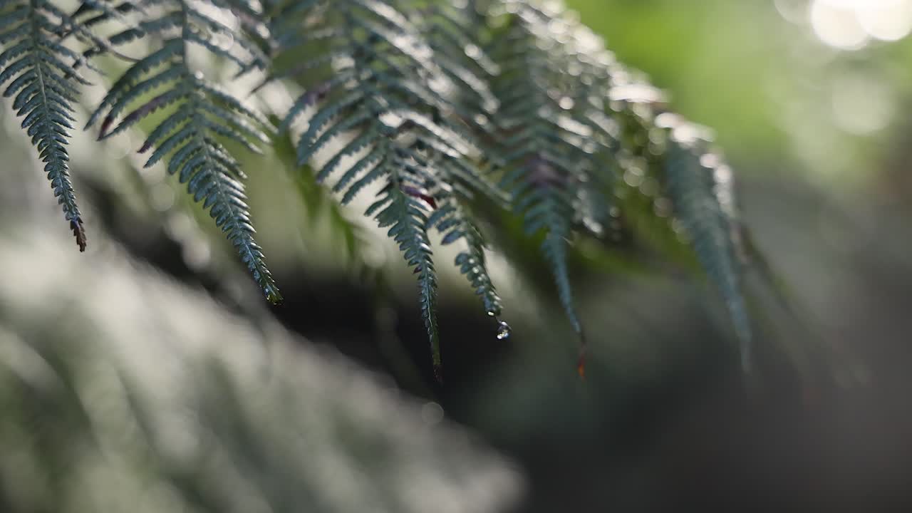 Close-up of fern leaves in rainforest