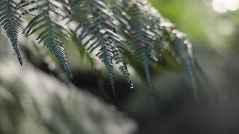 close-up of fern leaves in rainforest