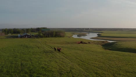 Luftaufnahme-Von-Braunen-Pferden,-Die-Auf-Der-Wiese-Auf-Dem-Weg-Gehen.-Vorwärtsverfolgung-Einer-Gruppe-Von-Tieren-Auf-Dem-Land.-Island