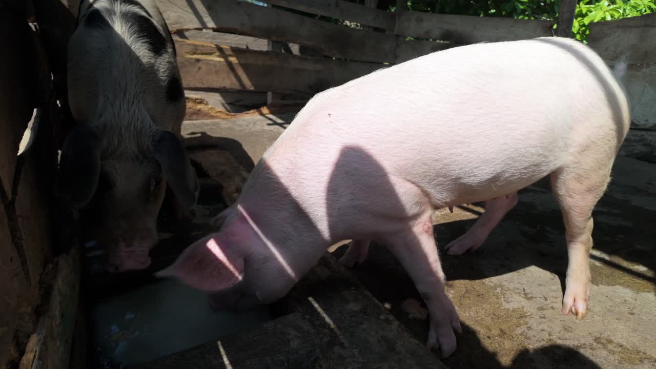 Pigs Interacting in a Farm Pen, Livestock Behavior