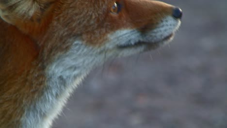 telephoto closeup side profile portrait of red fox observing surroundings, day