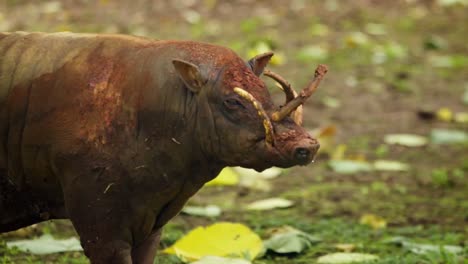 muddy babirusa with long extended horn and tusks looks side to side in wetland swamp