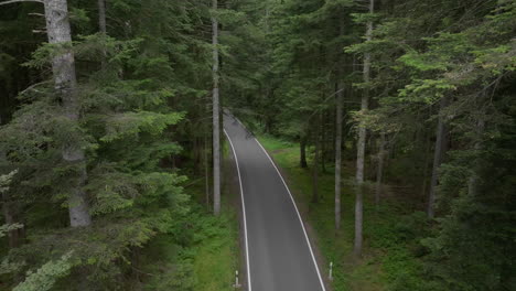 aerial retreat over road amidst towering trees