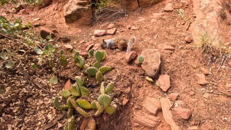 a squirrel is rummaging around in red rock soil