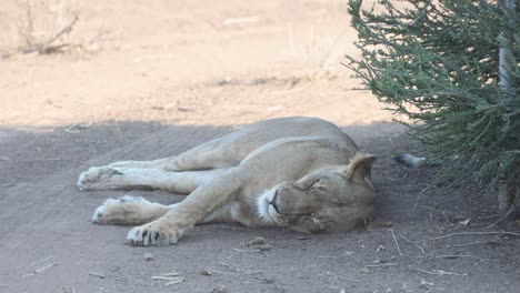 a lioness is sleeping in the shade of a tree next to the dirt road, mashatu game reserve