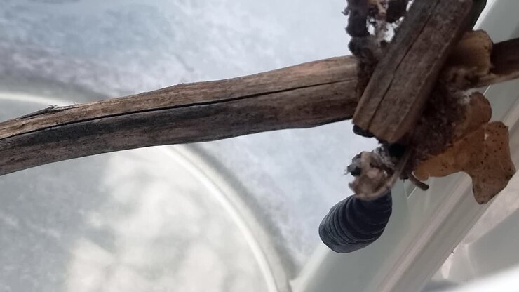 Young delicate moth cocoon suspended on twig tree branch moving gently