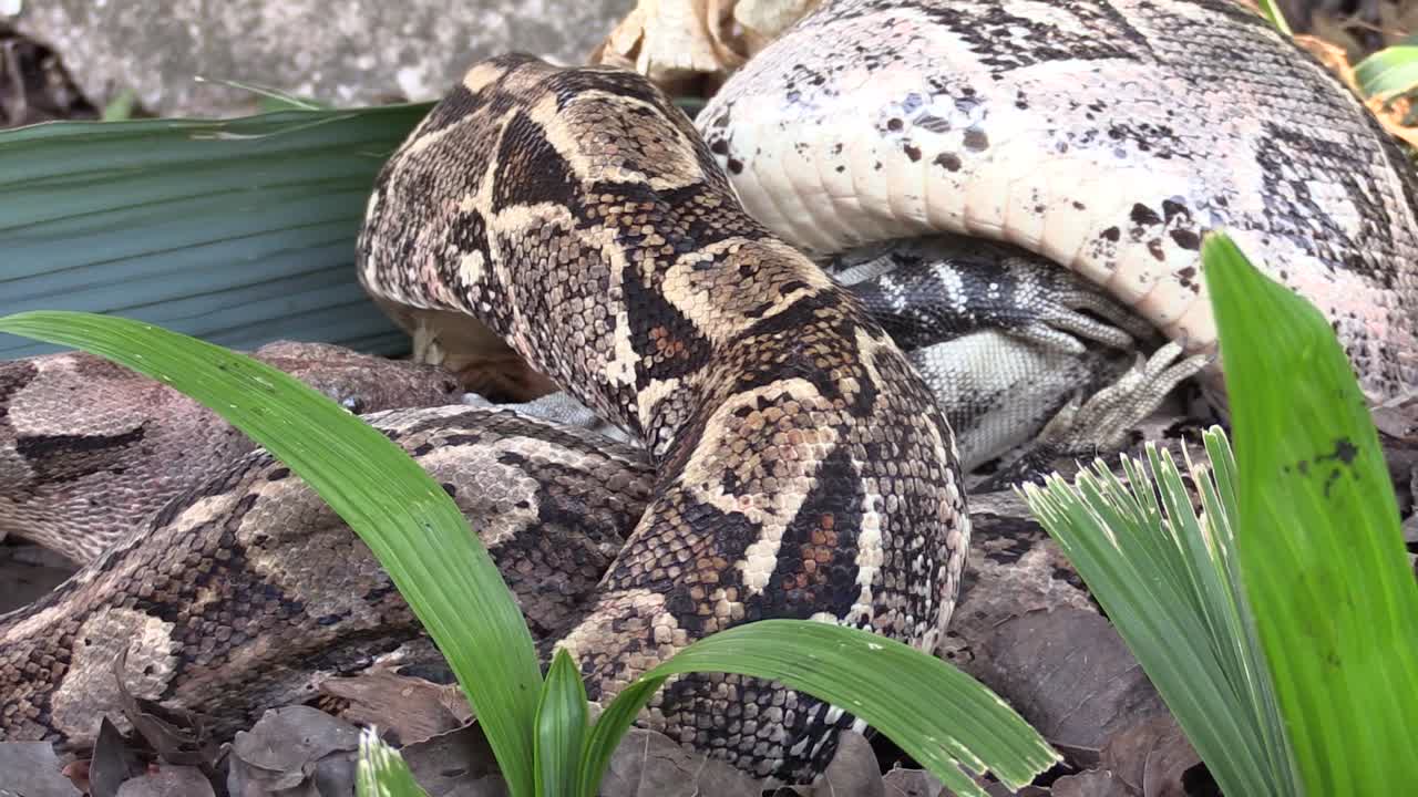 un primerísimo plano de una pitón comiendo una iguana entera 2