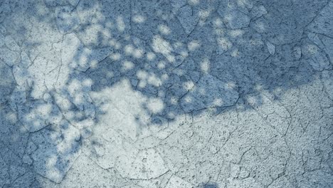las hojas de los árboles de sombra en el suelo seco superficie del suelo animación en bucle color azul