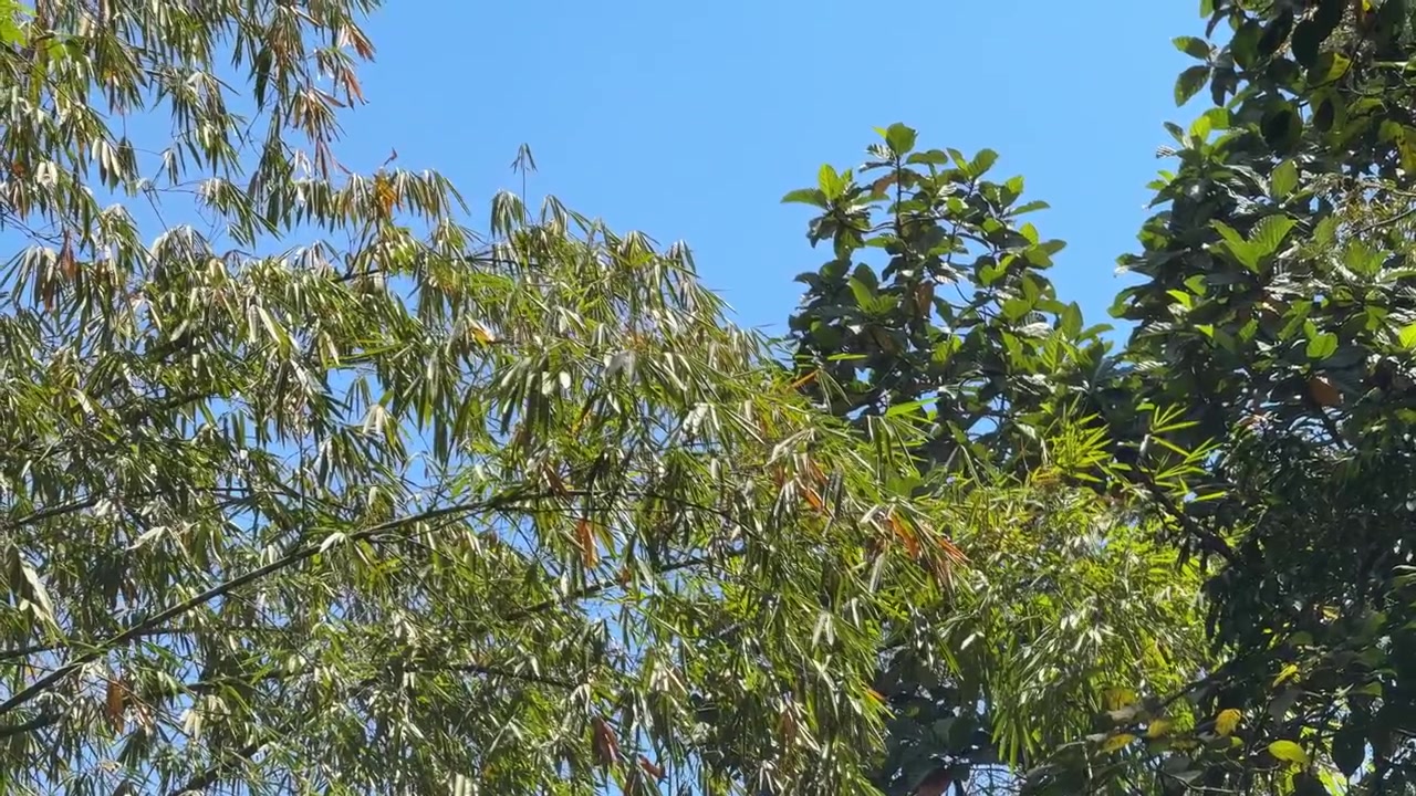 Feuilles de bambou se balançant doucement sur un ciel bleu clair