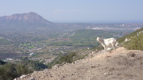 Einsame-Weiße-Ziege,-Die-An-Einem-Sonnigen-Tag-Auf-Einem-Hügel-Mit-Blick-Auf-Die-Landschaft-Steht