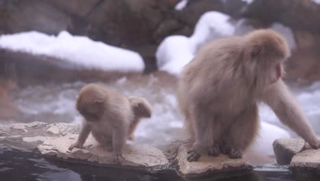 Two-macaque-monkeys-sitting-on-rocks-in-Jigokudani-Yaen-Koen-Wild-Snow-Monkey-Park-Nagano,-Japan