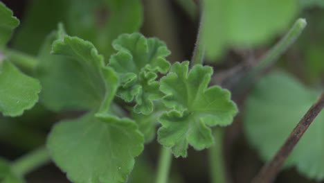 foco suave de brote de flor verde