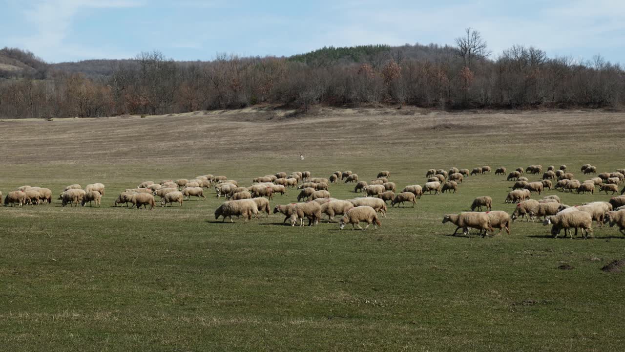 rebaño de ovejas moviéndose y pastando a través de praderas verdes en el campo rural búlgaro de derecha a izquierda con un perro pastor guardián cuidándolos