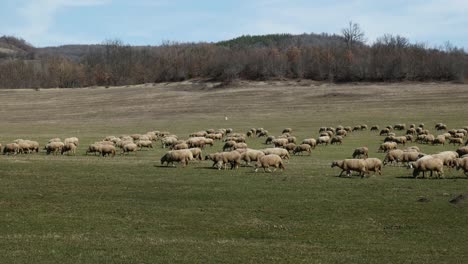 Rebaño-De-Ovejas-Moviéndose-Y-Pastando-A-Través-De-Praderas-Verdes-En-El-Campo-Rural-Búlgaro-De-Derecha-A-Izquierda-Con-Un-Perro-Pastor-Guardián-Cuidándolos