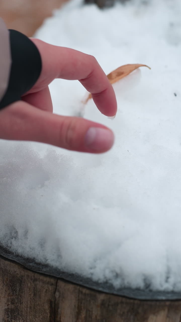 겨울 옷을 입은 여성의 손이 나무 어리 위에 신선한 눈으로 압박하는 클로즈업, 단 하나의 건조한 잎이 눈 위에 어, 평온하고 차가운 야외 겨울 풍경에 자연스러운 터치를 추가합니다.