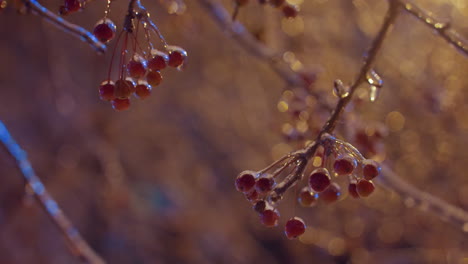 Winter berries covered in frost hang delicately from icy branches, glistening under warm golden light during a serene evening, with soft bokeh in the background