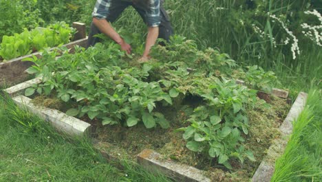 shaking loose grass a off potato leaves