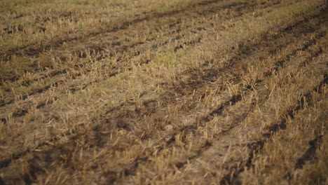 golden hour light on fertilized farmland, showing rich soil and stubble remains