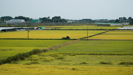 Ripen-Yellow-Rice-Fields-in-Gunsan,-Farmer-Car-Drives-Through-Patchy-Crop-Farmland-in-South-Korea---Aerial-Tracking