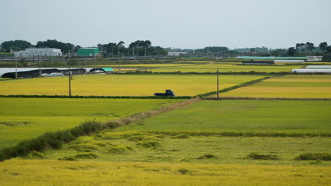 ripen yellow rice fields in gunsan, farmer car drives through patchy crop farmland in south korea - aerial tracking