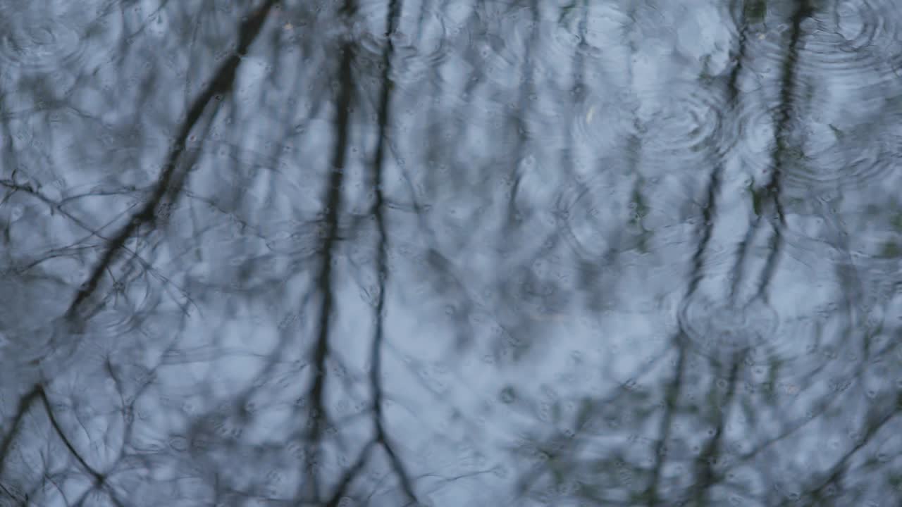 Riflesso della foresta. Cerchi sull'acqua. Loop