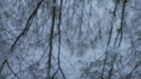 forest reflection. circles on the water. loop