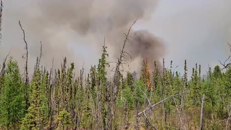 malos incendios forestales. contaminación del medio ambiente debido a incendios forestales