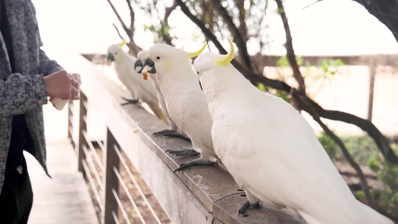 persona alimentando a las cacatúas en una barandilla de madera