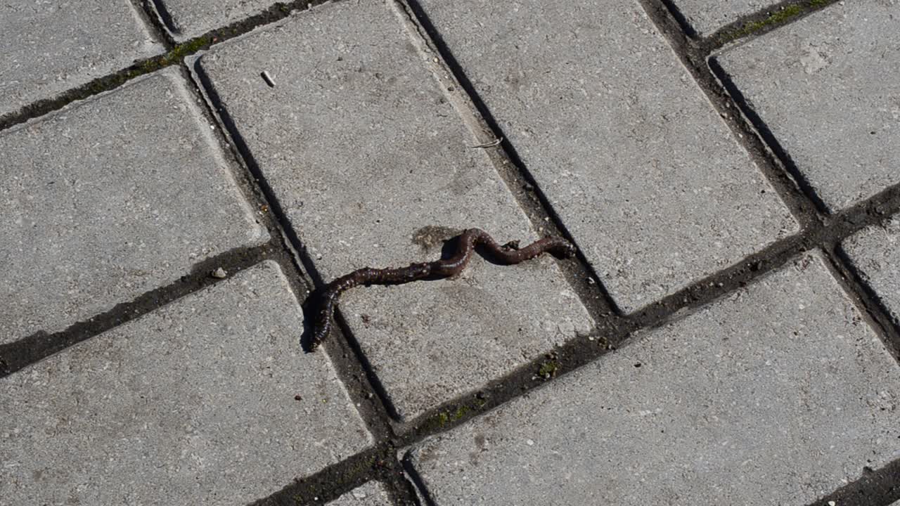 Worm on a tile. Shooting in the city