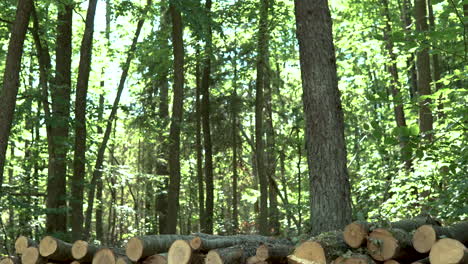 tilting up from logged cut down tree stumps to sun flares peaking through forest tree tops