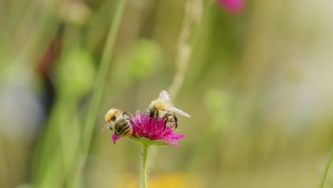 Two-busy-bees-collecting-nectar-from-meadow-clover-in-selective-focus-shot