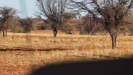 a single antelope runs fast through the desert