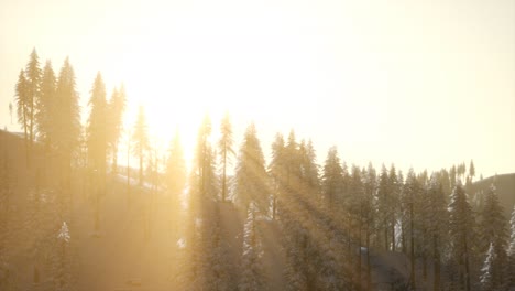 Aerial-view-of-forest-during-cold-winter-morning