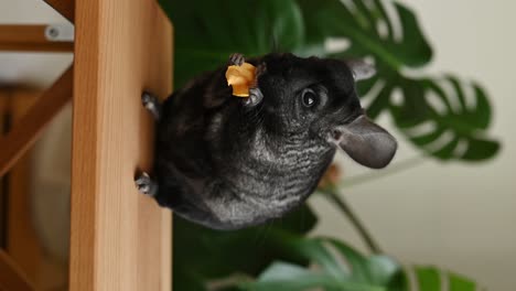 Black-chinchilla-standing-on-table