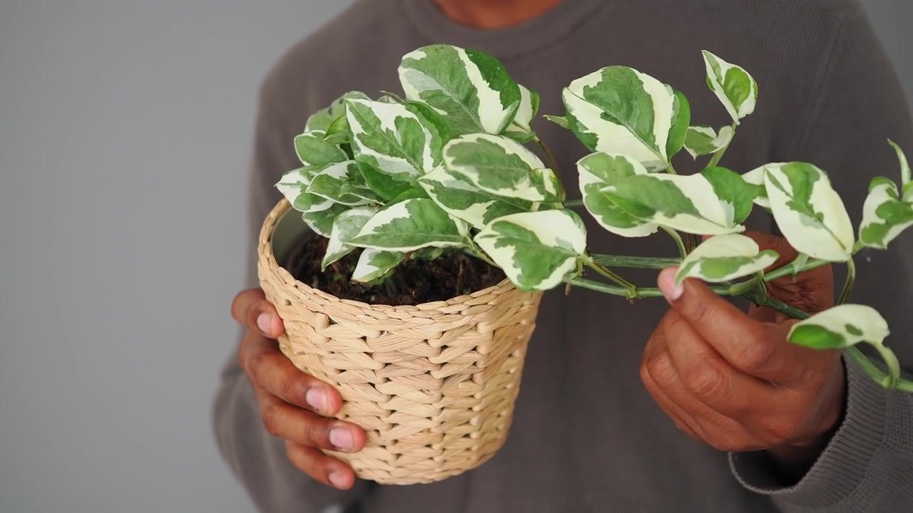 Seseorang memegang tanaman Pothos variegata dalam pot