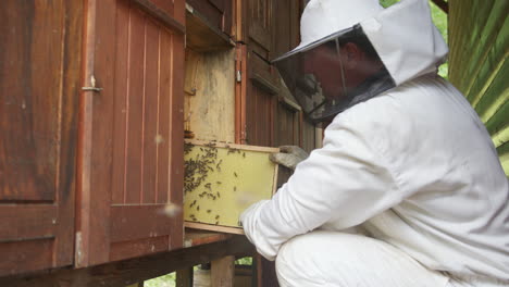 Beekeeper-doing-an-inspection,-checking-brood-and-honey,-side-view