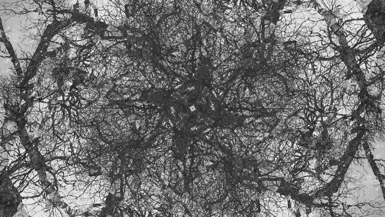 Trees in Symmetry - Loopable