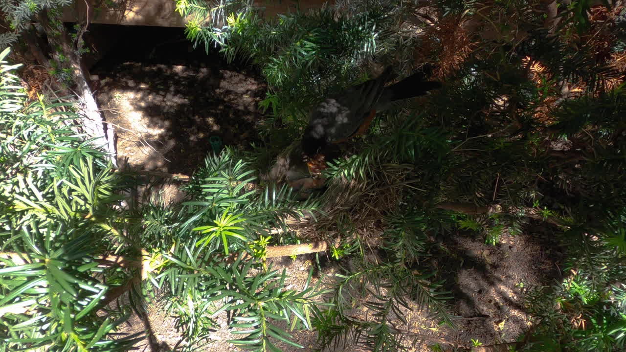 mamá petirrojo aterriza en el nido de pájaros y alimenta un gran gusano de tierra a los pájaros bebés