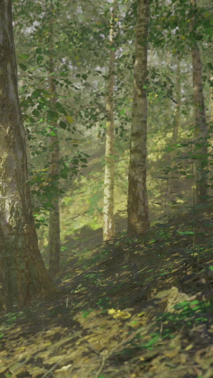 Luce solare che filtra tra gli alberi in una foresta durante il giorno