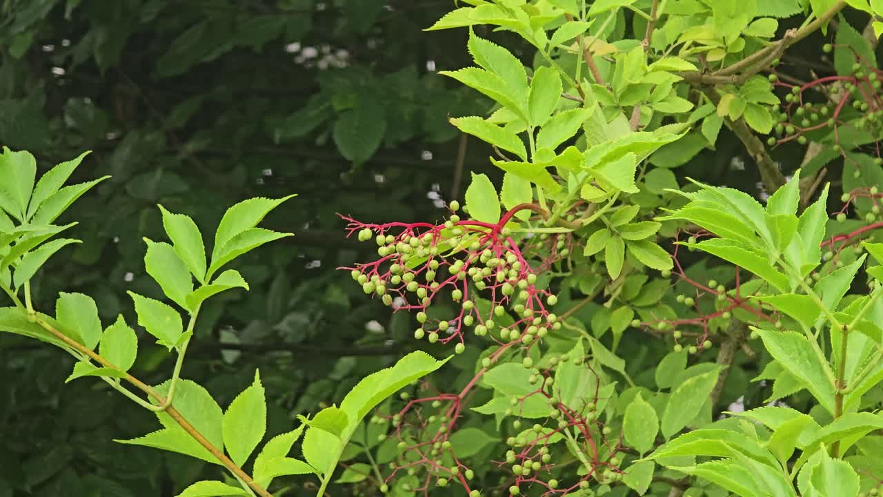 Unripe green elderberries blowing gently on tree branches in breeze