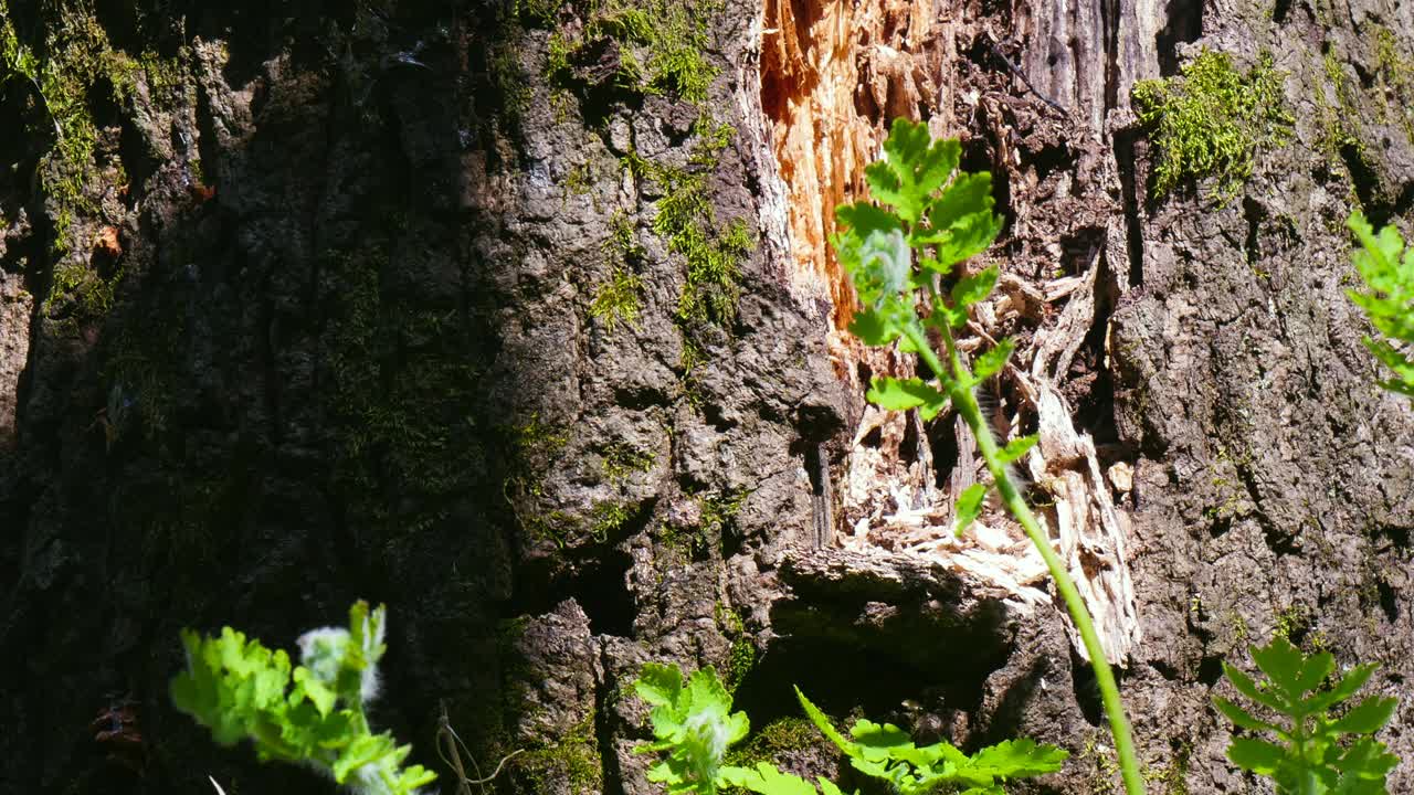 나무 질 과 초록색 잎 의 타임 스 뷰